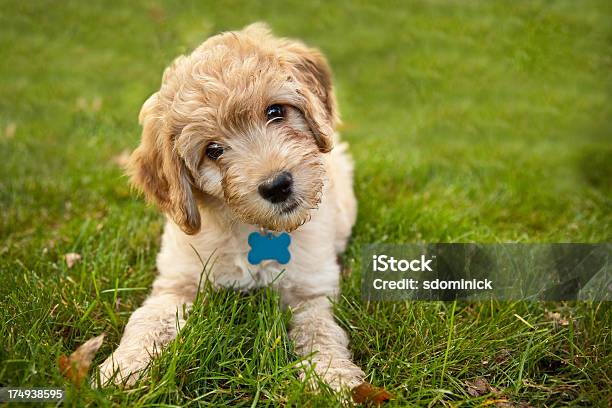 Goldendoddle Puppy Leżąc Na Trawie - zdjęcia stockowe i więcej obrazów Pies - Pies, Szczenię, Goldendoodle