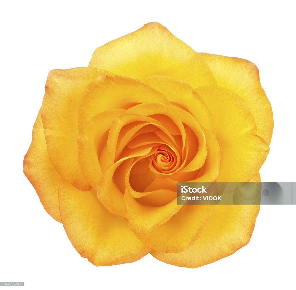 Rose - Foto de stock de Arranjo de Flores royalty-free