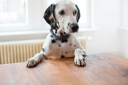 Portrait of a purebred Dalmatian on the table http://bit.ly/16Cq4VM