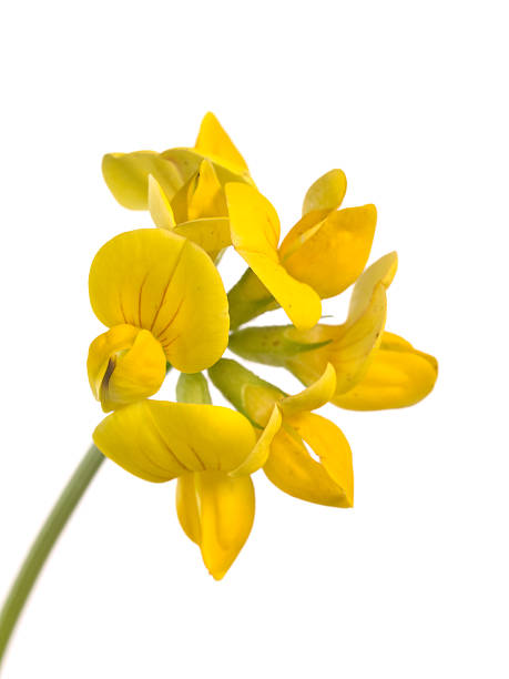 Bird's foot trefoil (Lotus corniculatus)