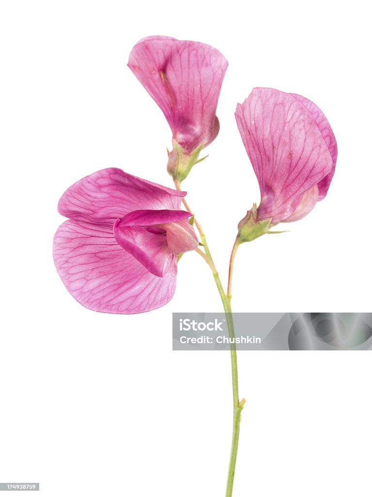 Tuberous Pea - Photo de Fleur - Flore libre de droits