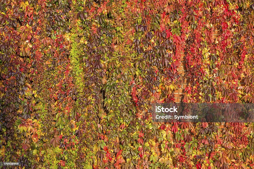 Autunno multicolore leafs - Foto stock royalty-free di Albero