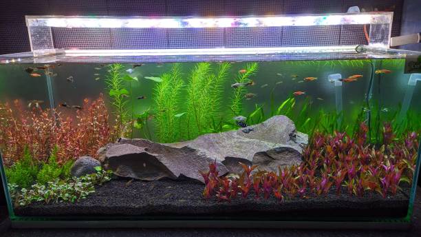 istock aquascape and aquatic 1749389811
