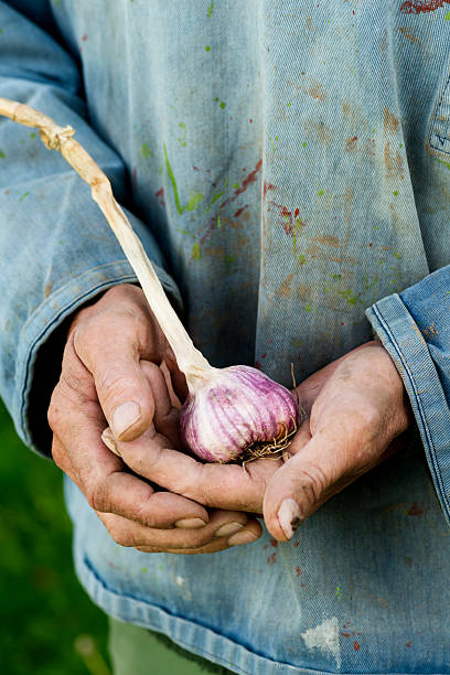 istock Organic Garlic Harvesting 174938989
