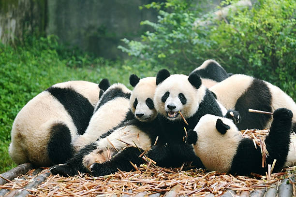 gruppo di panda gigante mangia bambù - panda outdoors horizontal chengdu foto e immagini stock