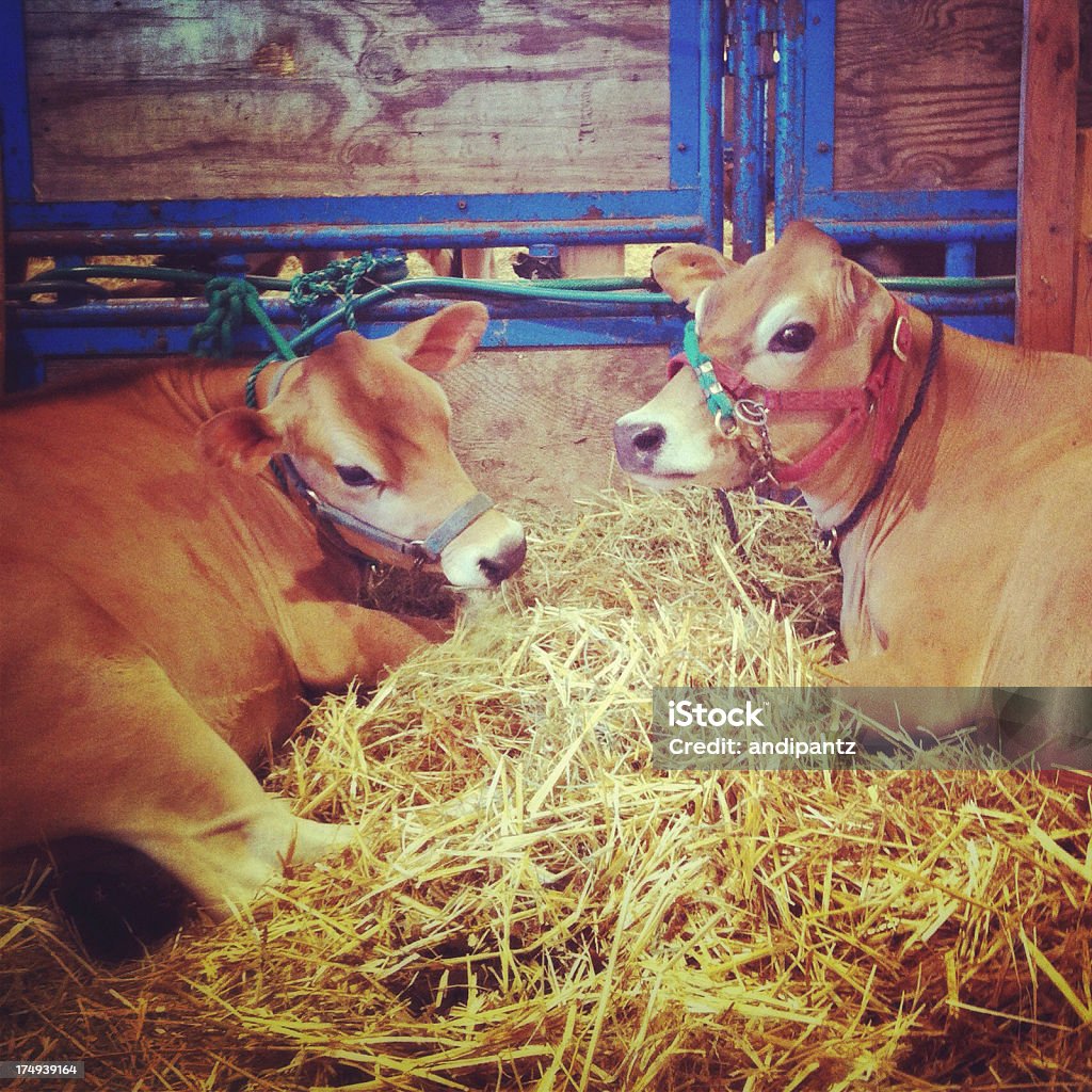 Jersey de vacas - Foto de stock de 2012 libre de derechos