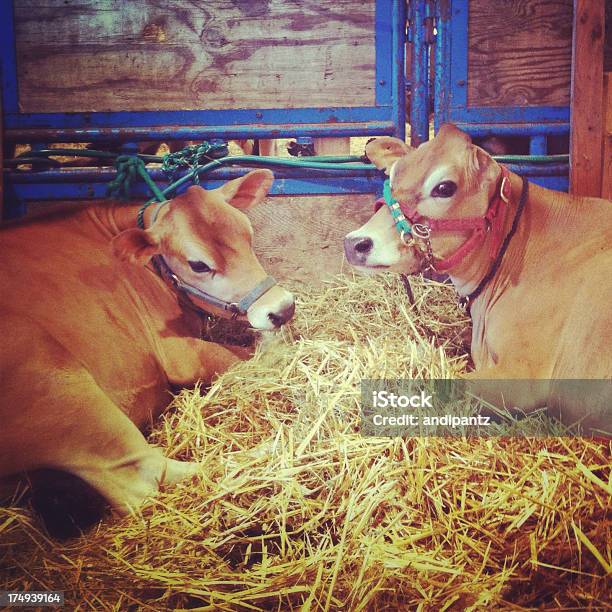 Jersey De Vacas Foto de stock y más banco de imágenes de 2012 - 2012, Acostado, Animal