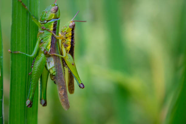 istock A couple of grasshopper 1749393114