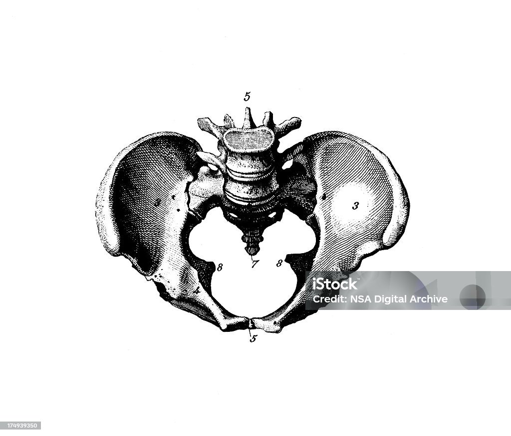 O antigo médico feminino pélvis/científicos e gráficos ilustrações - Ilustração de Alto contraste royalty-free