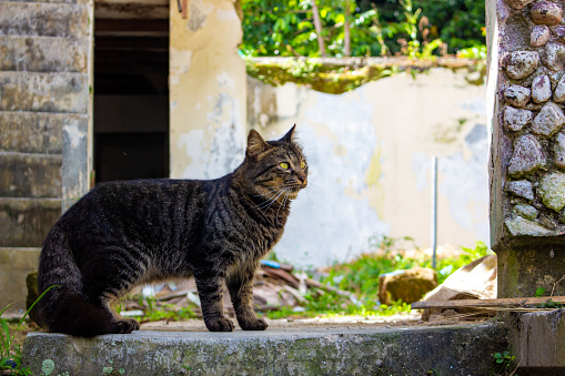 One of many stray cats of Karpathos