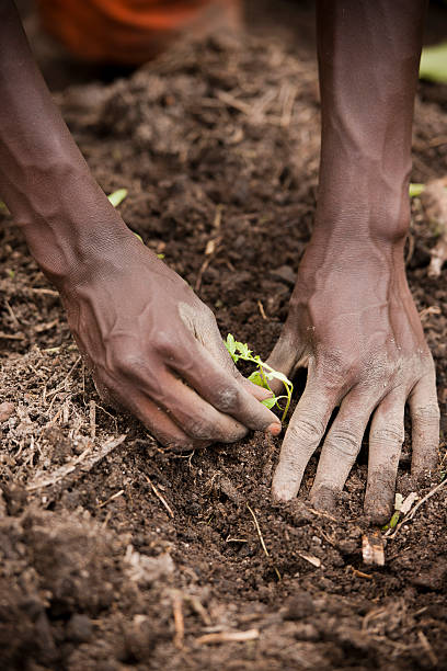 istock African man is planting tomatos 174939471