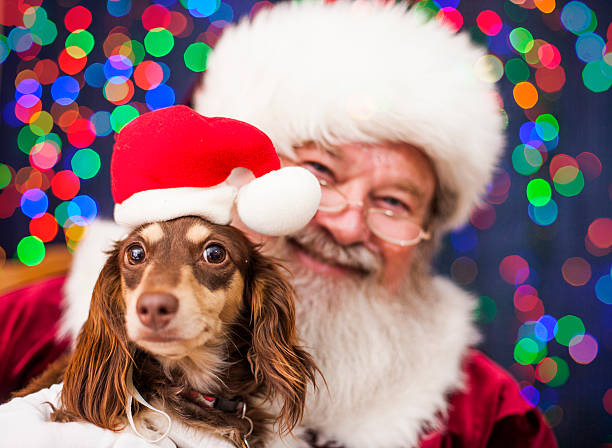 chiot de noël - christmas dachshund dog pets photos et images de collection