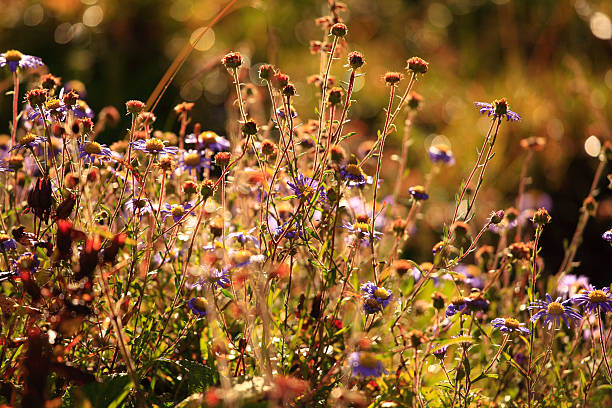 istock Defocused closeup of grass and marguerite 174939700