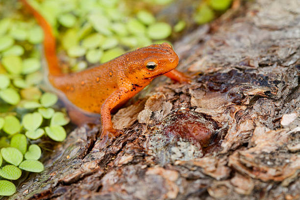 Red-spotted Newt Crawling out of Water