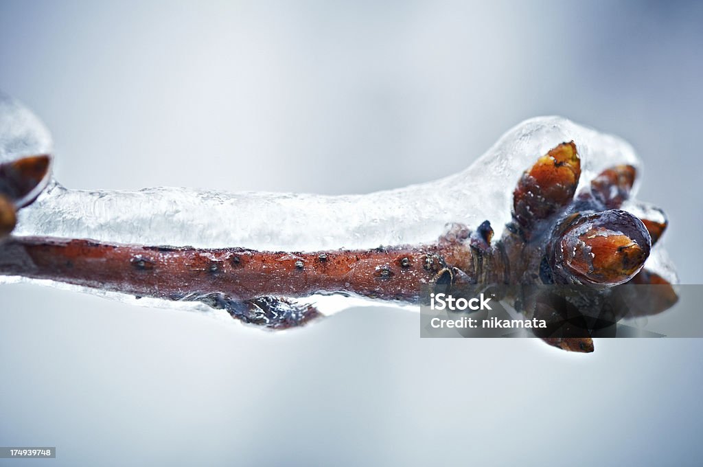 Branche d'arbre avec de la glace - Photo de Arbre libre de droits