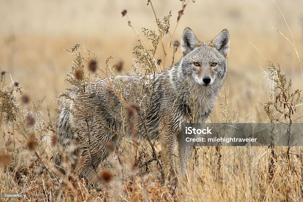 Wet coyote in wildlife refuge New Mexico "In the rain, a wet coyote peers through the tall grass on the Great Plains in Las Vegas National Wildlife Refuge in New Mexico." Coyote Stock Photo