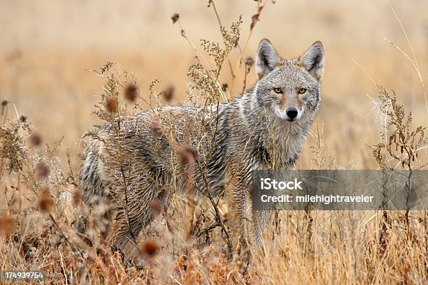 Wet Coyote In Wildlife Refuge New Mexico Stock Photo - Download Image Now - Coyote, New Mexico, Animals In The Wild