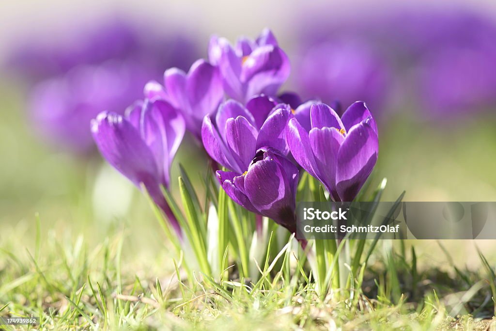 Primavera con púrpura flor abriéndose longiflorus sobre verde azafrán de la pradera - Foto de stock de Aire libre libre de derechos