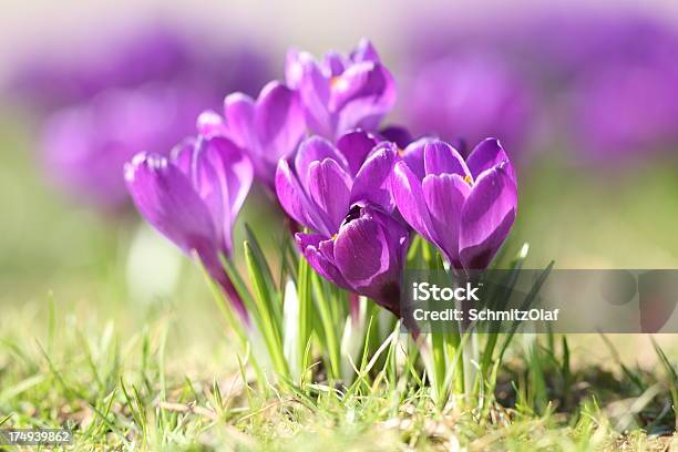 Primavera Con Púrpura Flor Abriéndose Longiflorus Sobre Verde Azafrán De La Pradera Foto de stock y más banco de imágenes de Aire libre