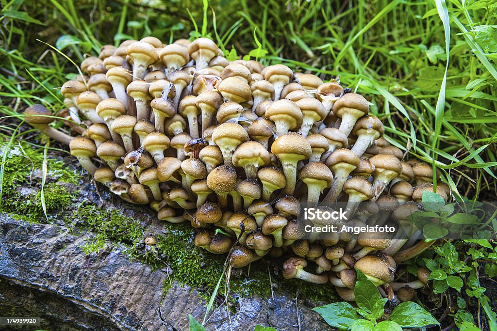 マッシュルーム(Armillaria Mellea ）にある秋の森 - アウトフォーカスのロイヤリティフリーストックフォト