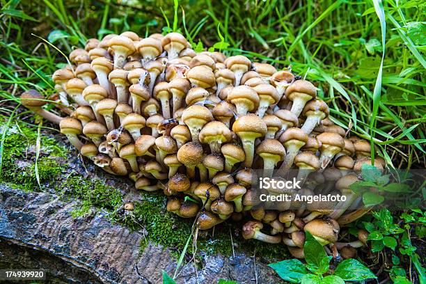 버섯 산의 가을 숲 0명에 대한 스톡 사진 및 기타 이미지 - 0명, Honey Fungus, 가을