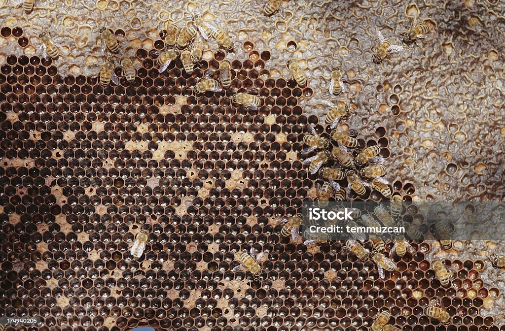 Pszczoły - Zbiór zdjęć royalty-free (Bez ludzi)