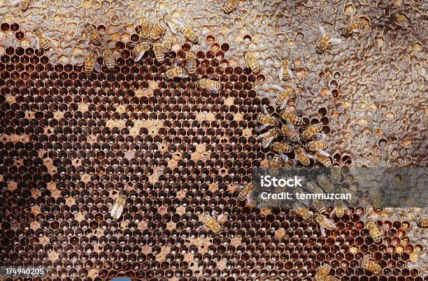 Pszczoły - zdjęcia stockowe i więcej obrazów Bez ludzi - Bez ludzi, Bliskie zbliżenie, Czynność