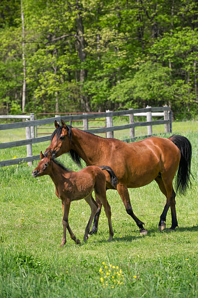 istock Horses in Summer Pasture, Arabian Mare and Foal Walking 174940413