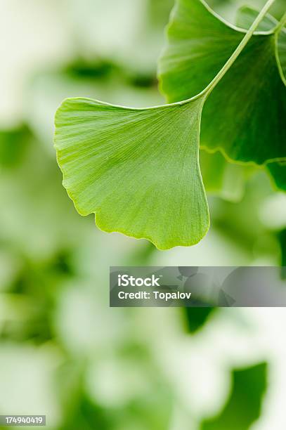 Gingko Hojas Foto de stock y más banco de imágenes de Gingo - Gingo, Ginkgo, Medicina herbaria china