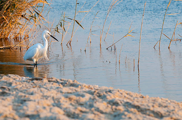 An Egret wades in the waters of Lake Qarun in the Fayoum, Egypt