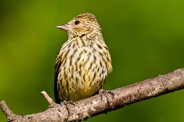 The Pine Siskin (Spinus pinus) is a North American bird in the finch family. In the Pacific Northwest they are a common feeder bird throughout the winter. This bird was photographed in Edgewood, Washington State, USA.