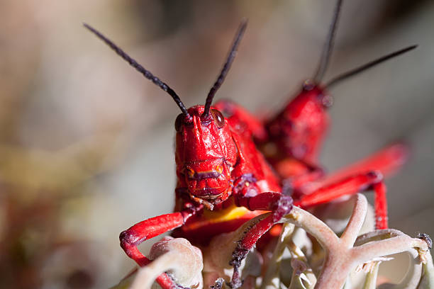 dwa locusts - locust two animals insect pest zdjęcia i obrazy z banku zdjęć