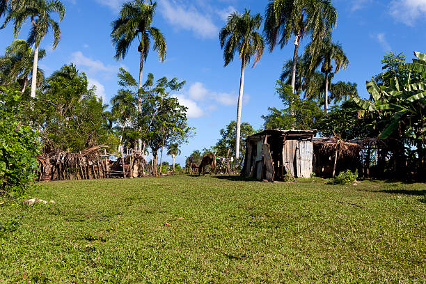 Zipline visible through Dominican Republic jungle trees