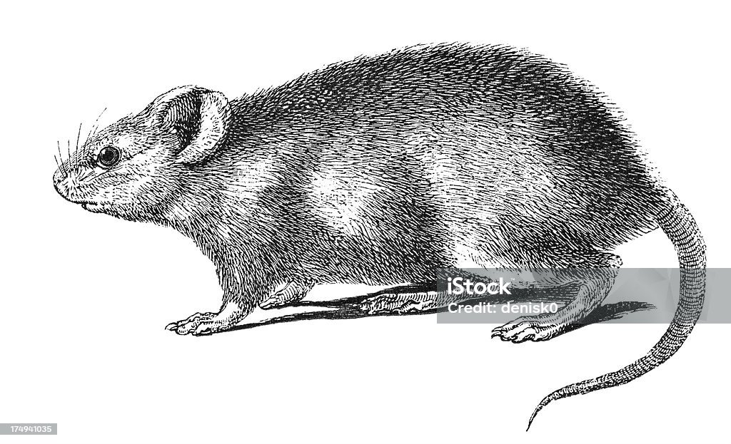 Rat - Illustration de Rat libre de droits