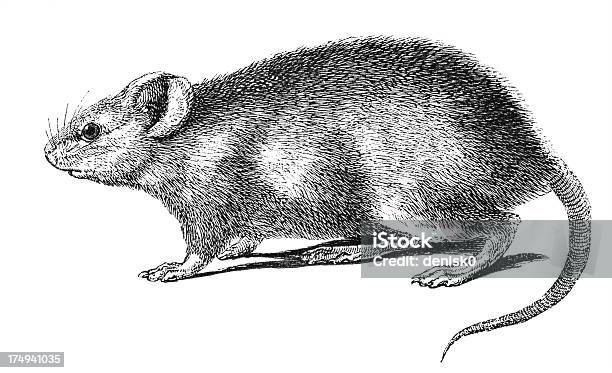 Rat Vecteurs libres de droits et plus d'images vectorielles de Rat - Rat, Gravure, Dessin au crayon