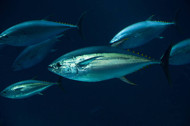 Large tuna fish underwater. stock photo