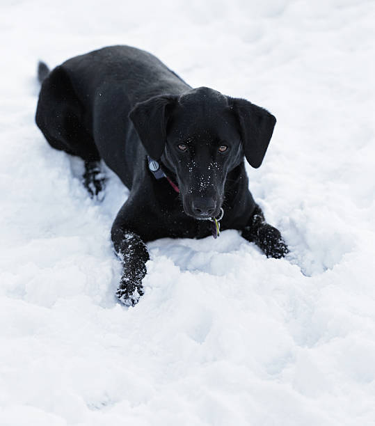 negro perro quiere jugar - isweather2013 fotografías e imágenes de stock