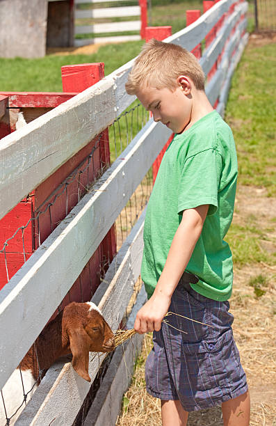istock Young Boy Feeding a Goat at Petting Zoo 174941333