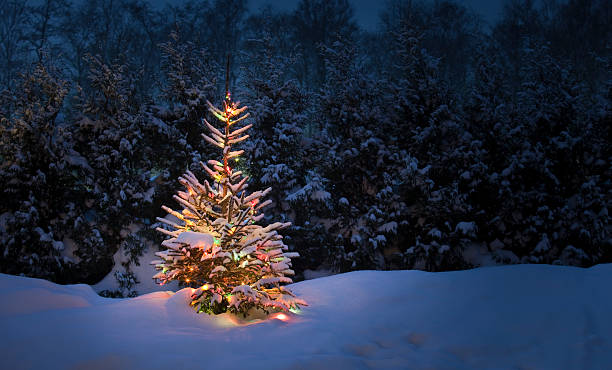Albero di Natale con la neve fresca e soffici - foto stock