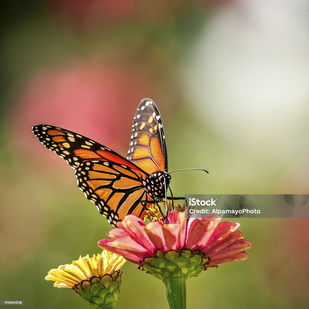 Papillon monarque sur les fleurs Zinnia-III - Photo de Impression forte libre de droits