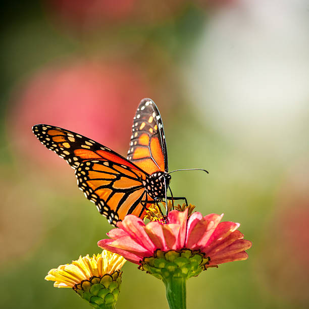 A Viceroy Butterfly on a single zinnia