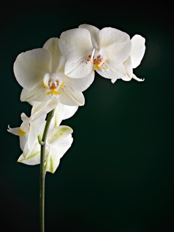 Orchid on Dark background