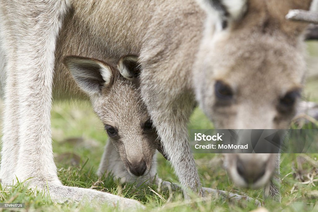 Joey - Photo de Bébé kangourou libre de droits