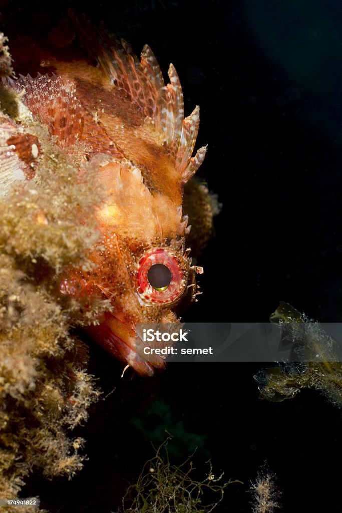 Dwarf rockfish-Scorpaena loppei - Zbiór zdjęć royalty-free (Bez ludzi)