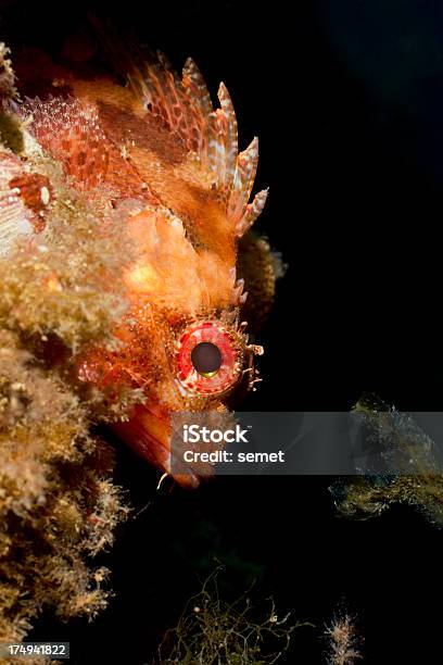 Dwarf Rockfishscorpaena Loppei - zdjęcia stockowe i więcej obrazów Bez ludzi - Bez ludzi, Dzikie zwierzęta, Fotografika