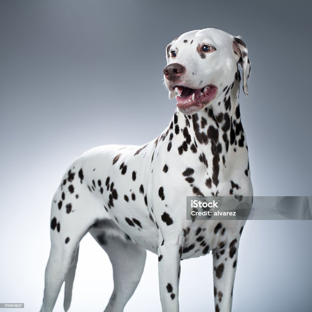 Retrato de um Dalmatian - Foto de stock de Dálmata royalty-free