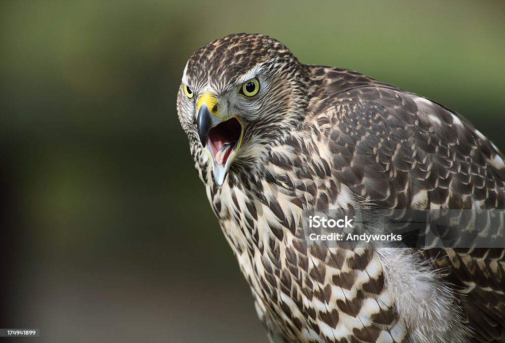 Calling Nördlicher Habicht (Accipiter gentilis) - Lizenzfrei Hühnerhabicht Stock-Foto