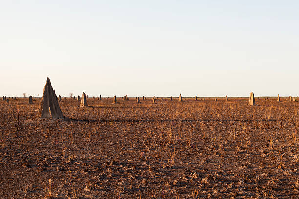 Termite mounds - foto stock