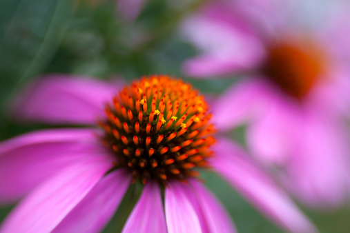Echinacea or purple cone flower with yellow pollen as seen through a Lensbaby lens