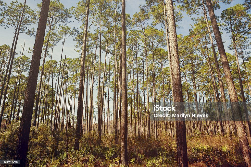 森の木の見上げる - 低湿地のロイヤリティフリーストックフォト